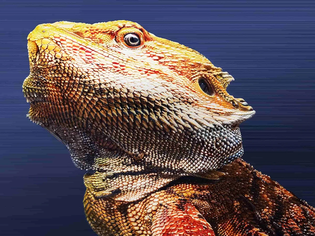 A bearded dragon printed in full colour with fine scale detail